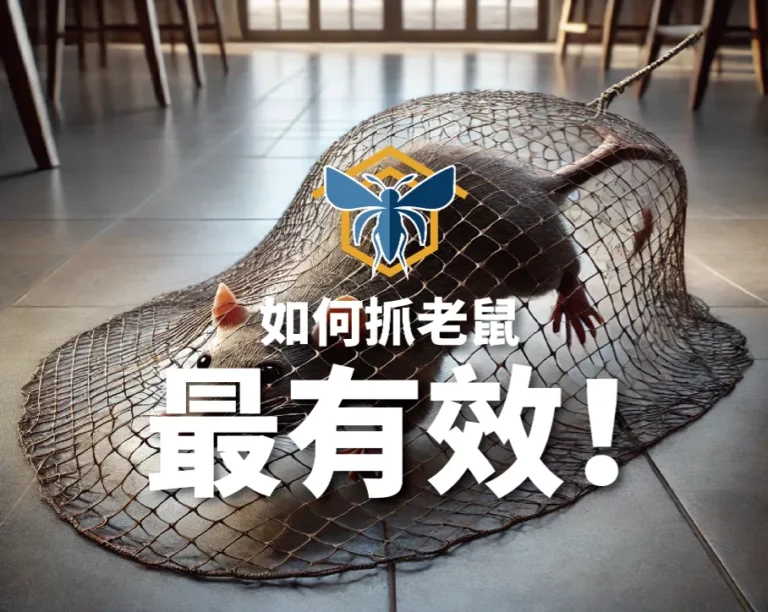 抓老鼠最有效banner